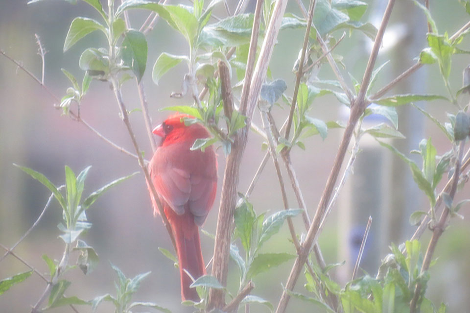 Great Backyard Bird Count